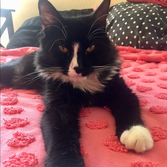 Meet your Posher, Renee' - Picture 2 of 2